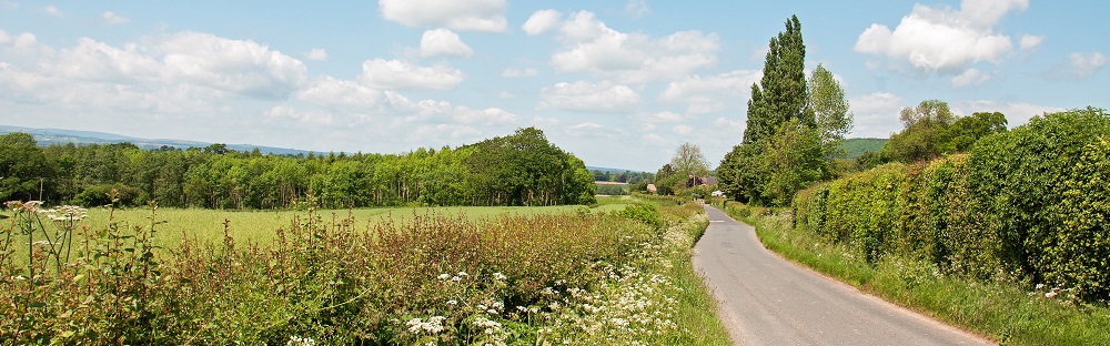 Hedges