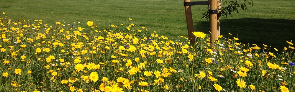 Wild flowers